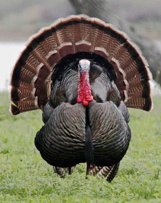wild-turkey-910629_1280