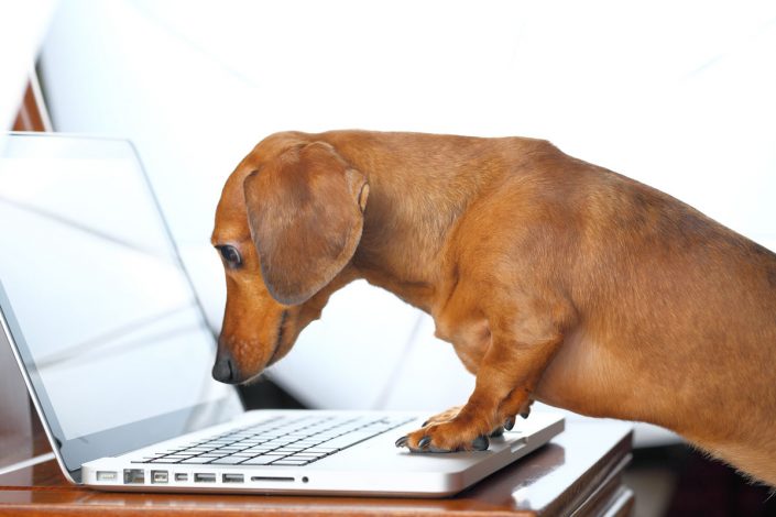 Daschund-Computer-Security