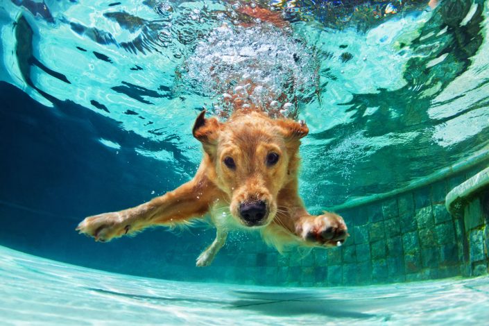 Dog-Diving