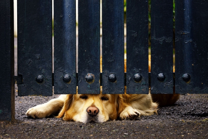 dog-under-firewall-fence