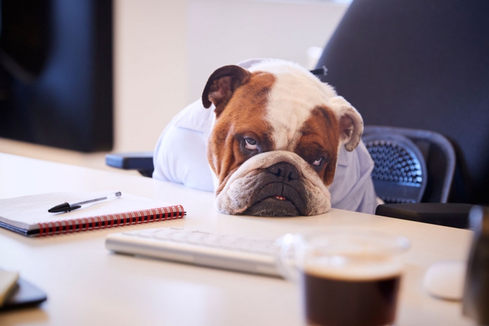 downtime-dog